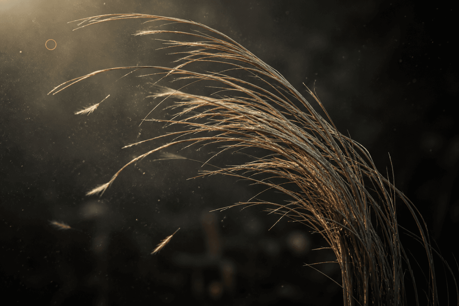 Tall khus vetiver grass bent hard by wind and lit from behind so the blades glow at their edges, the air element of the Monsoon Khus attar